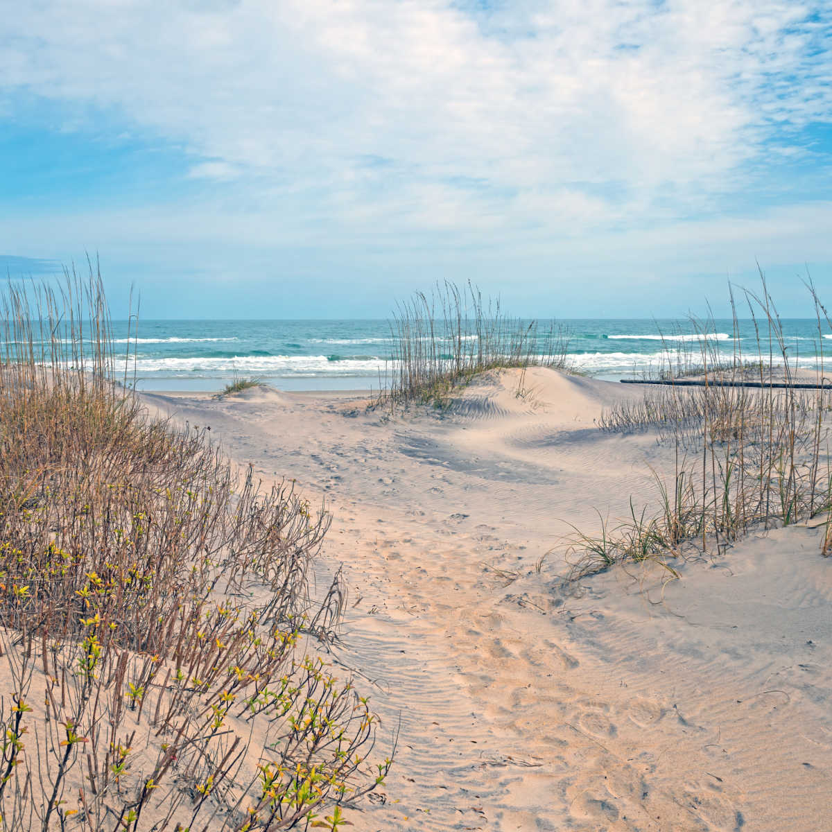 Beach dunes in Outer Banks, NC