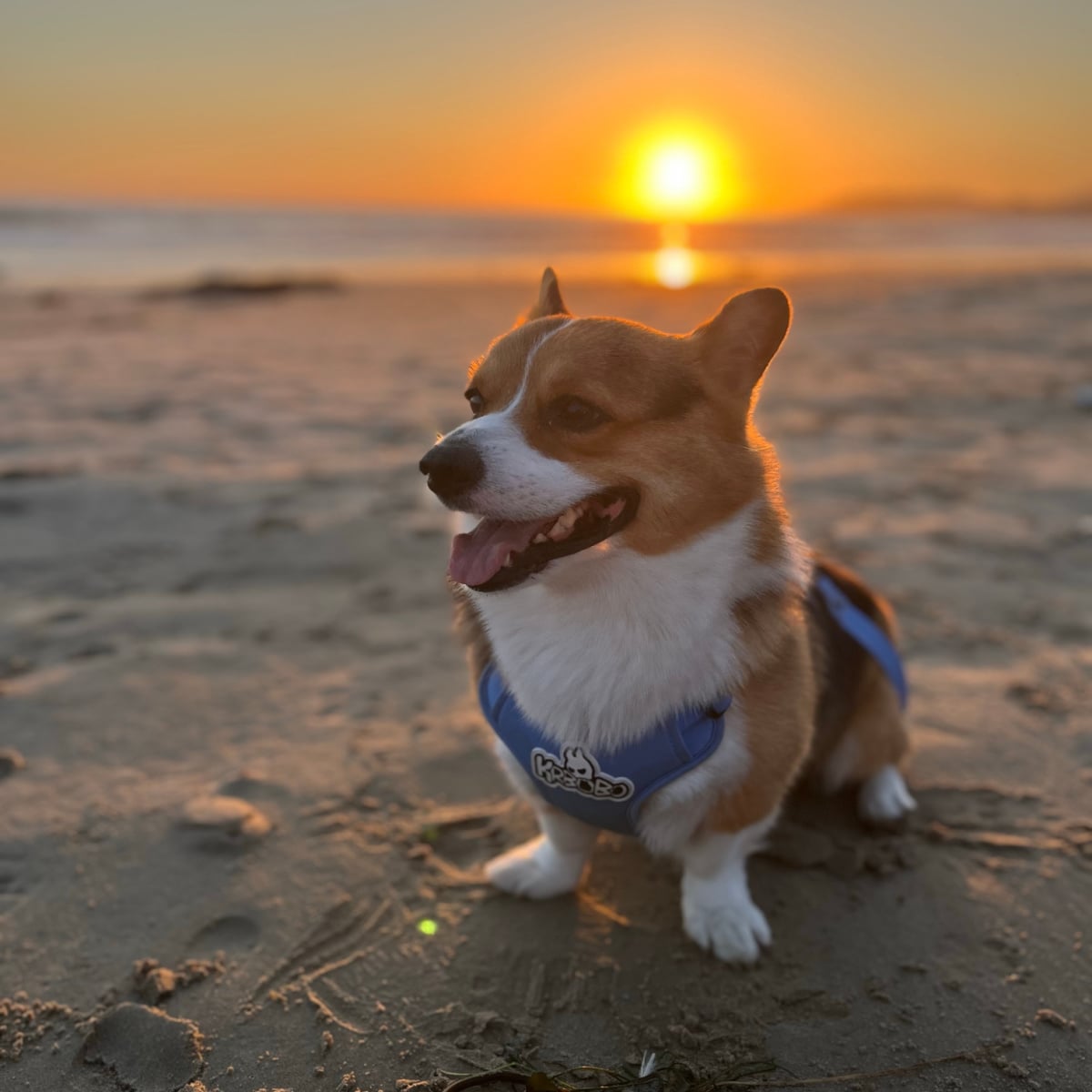 Corgi on Pismo Beach