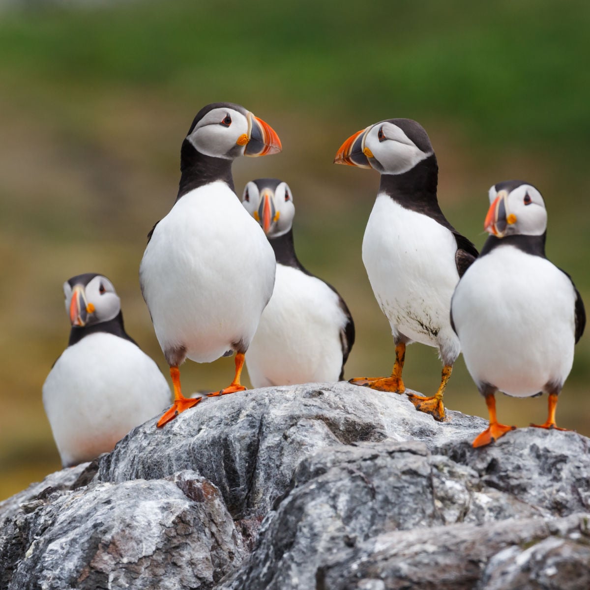 Puffins gathered on rocky seaside