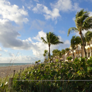 Swaying palms in Lauderdale-by-the-Sea