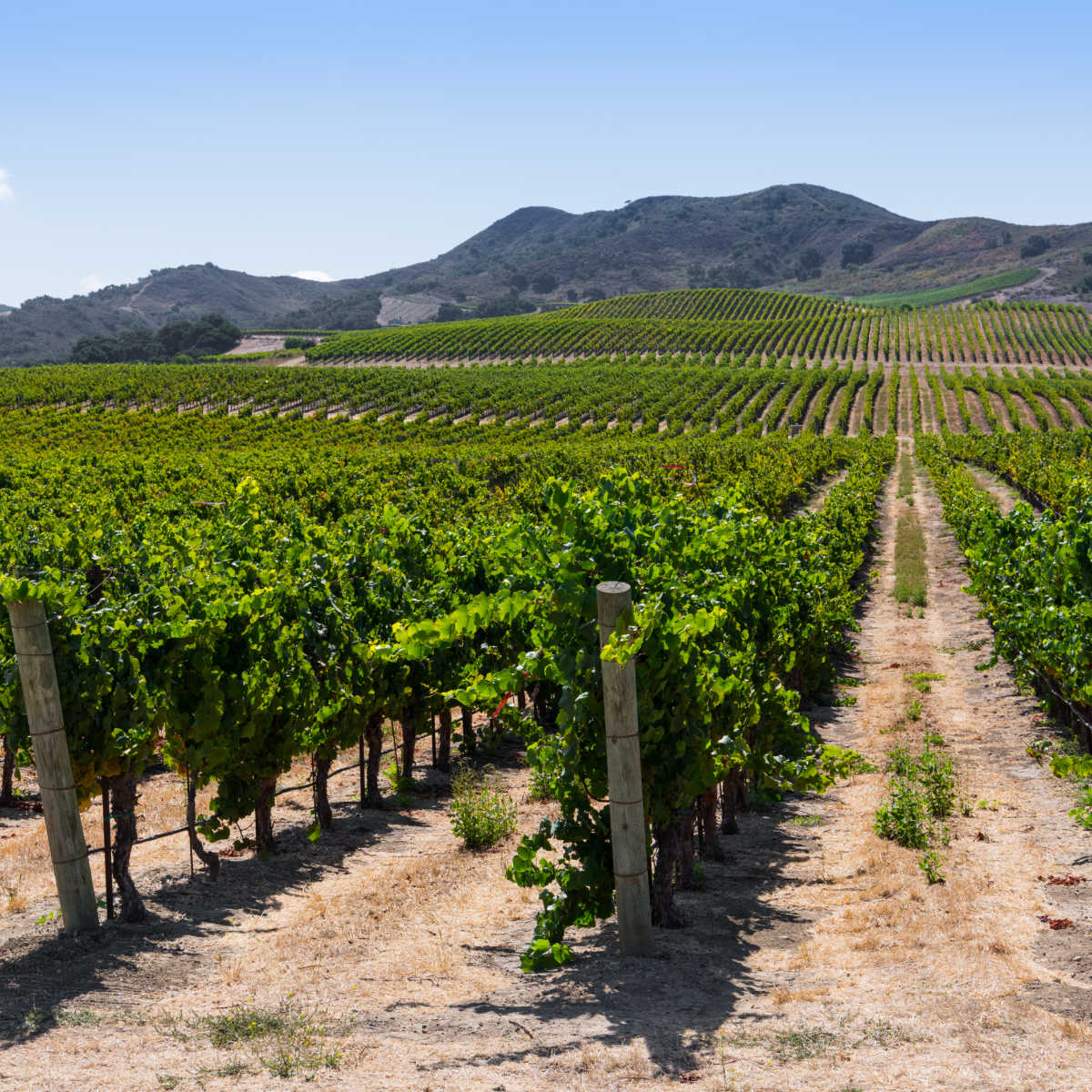 Vineyards on outskirts of Buellton, CA