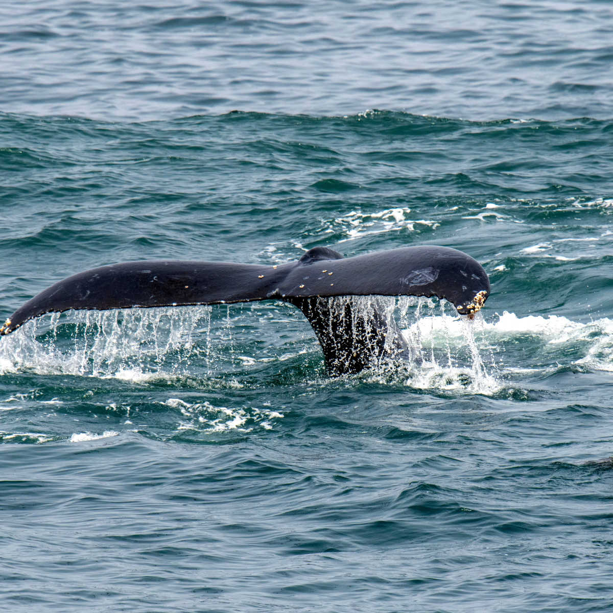 Whale sighting in Pismo Beach, CA