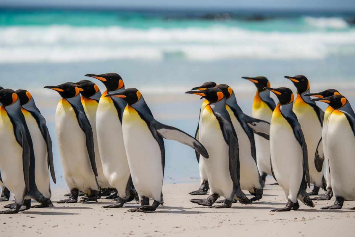 Close Up of King Penguins Walking on Beach. Falkland Islands Volunteer Point Colony. Antarctica Travel Excursion Wildlife