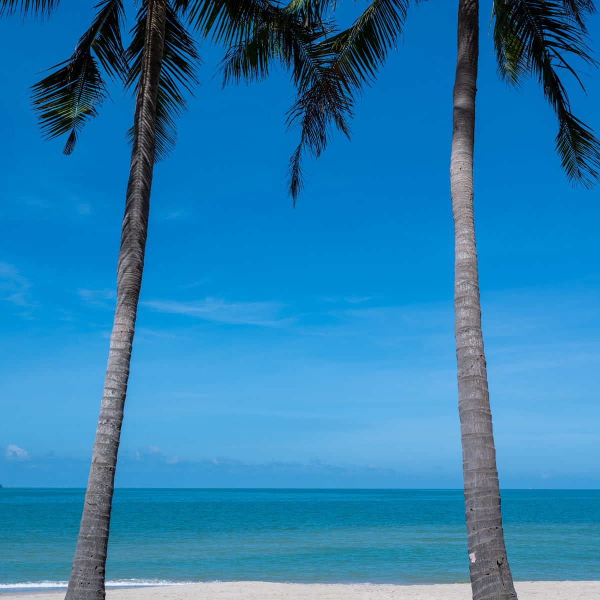 Coconut trees on isoltaed beach in Songkhla province of Thailand