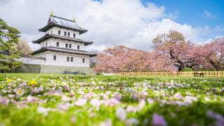 Matsumae Castle, Sakura, Cherry blossoms flower and garden with pink sakura full blooming branch trees at Matsumae Castle, Hakodate city, Hokkaido, Sapporo, Japan