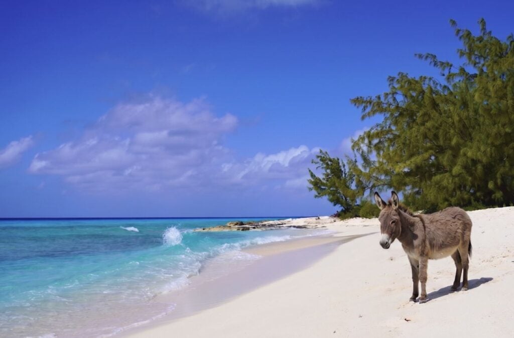 Donkey on the beach in Caicos