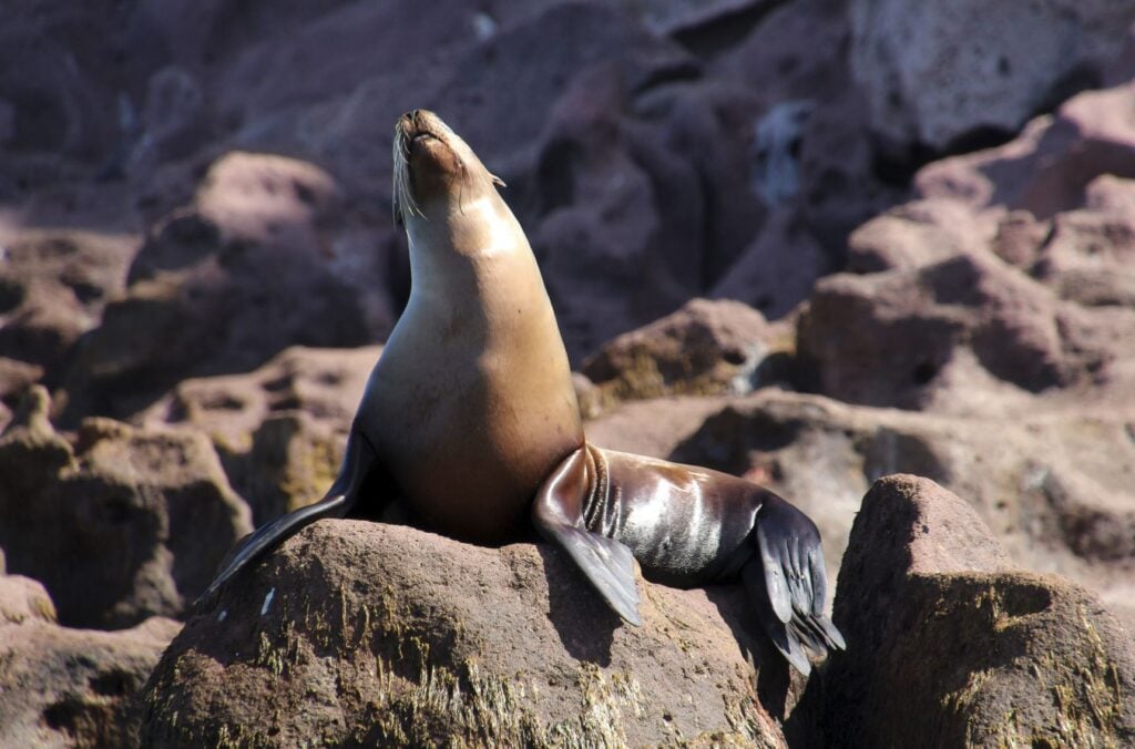 Isla Esp&iacute;ritu Santo Sea Lion