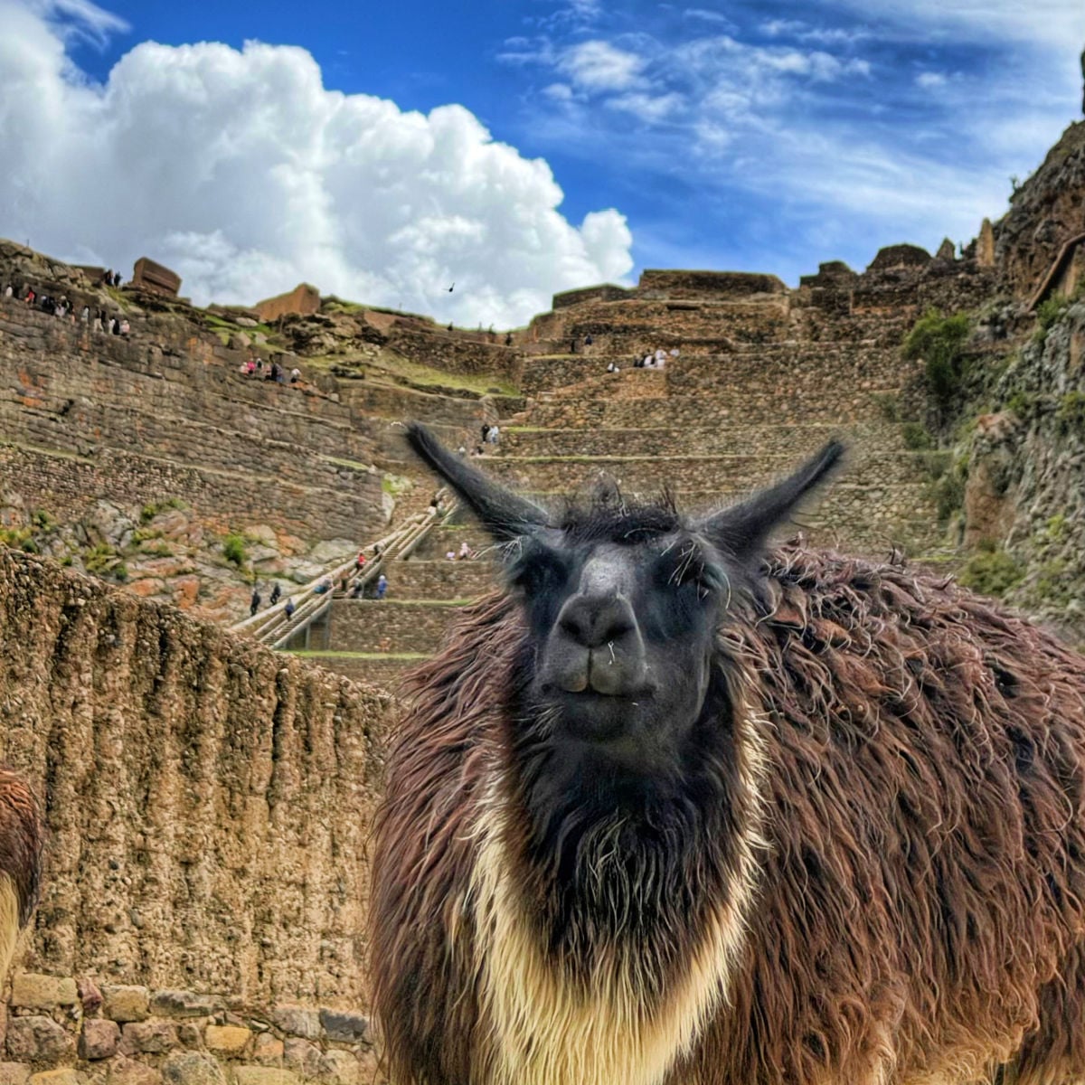 Llama in front of ruins in Peru, shot by Tyler Fox