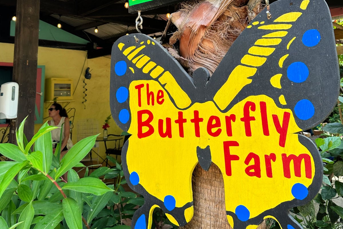 The Butterfly Farm in Aruba, photo by Tyler Fox