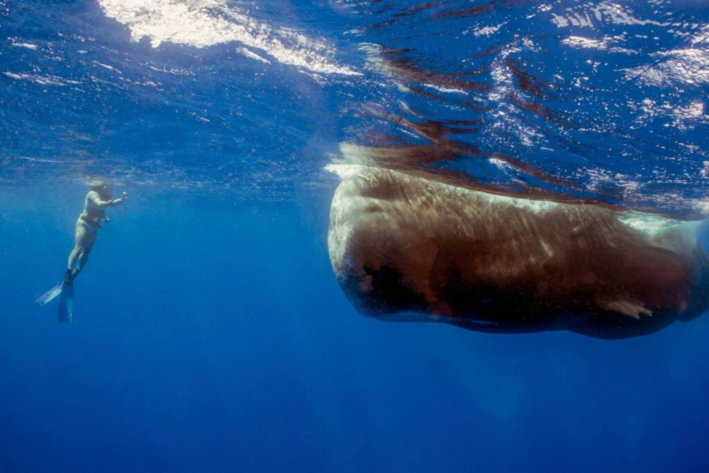 A snorkeller observing a Sperm Whale (Physeter macrocephalus) in the Caribbean Sea in Dominica
