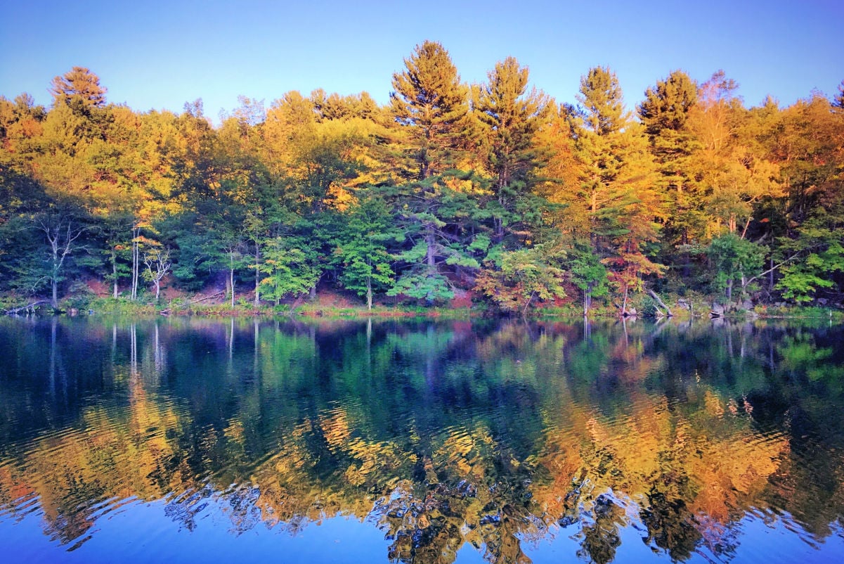 Autumn yellow trees with reflection in the water in black rock state park in New England Connecticut United States.