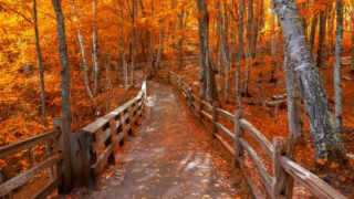 Bright autumn trees along boardwalk in late autumn in Michigan upper peninsula