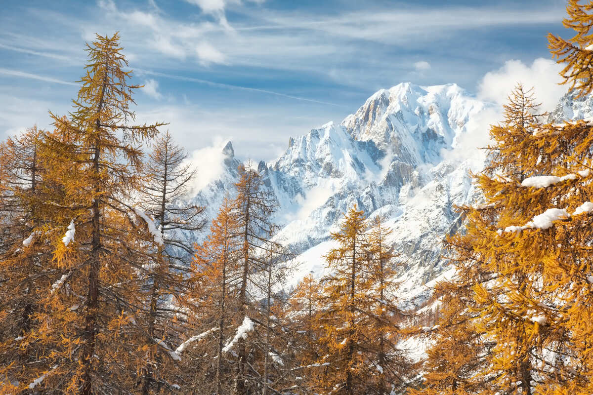 Fall Forest In Courmayeur, Italy