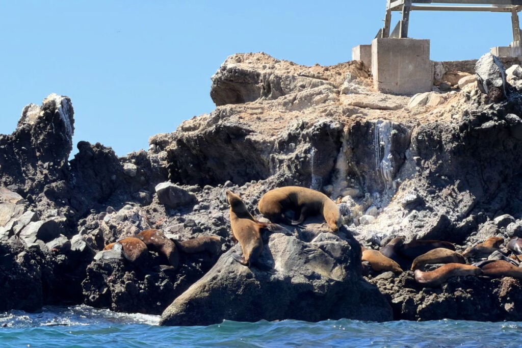 Los Islotes Sea Lions photo by Tyler Fox