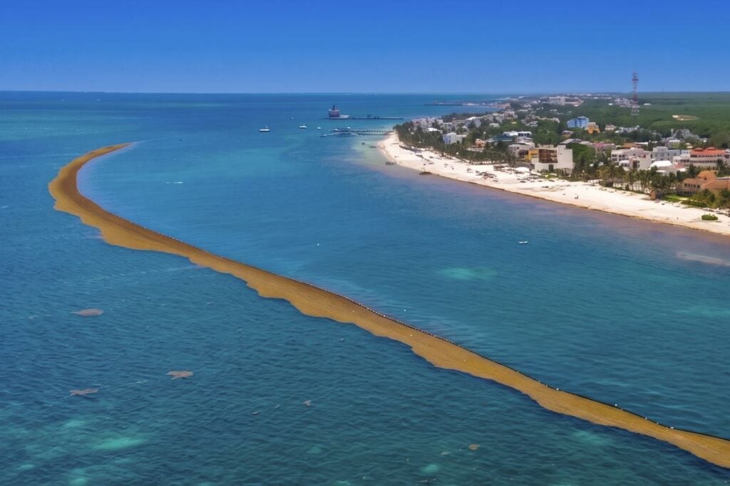 Mexico Will Install 30 Miles Of Sargassum Barriers In Cancun & Riviera Maya To Help Keep Beaches Pristine