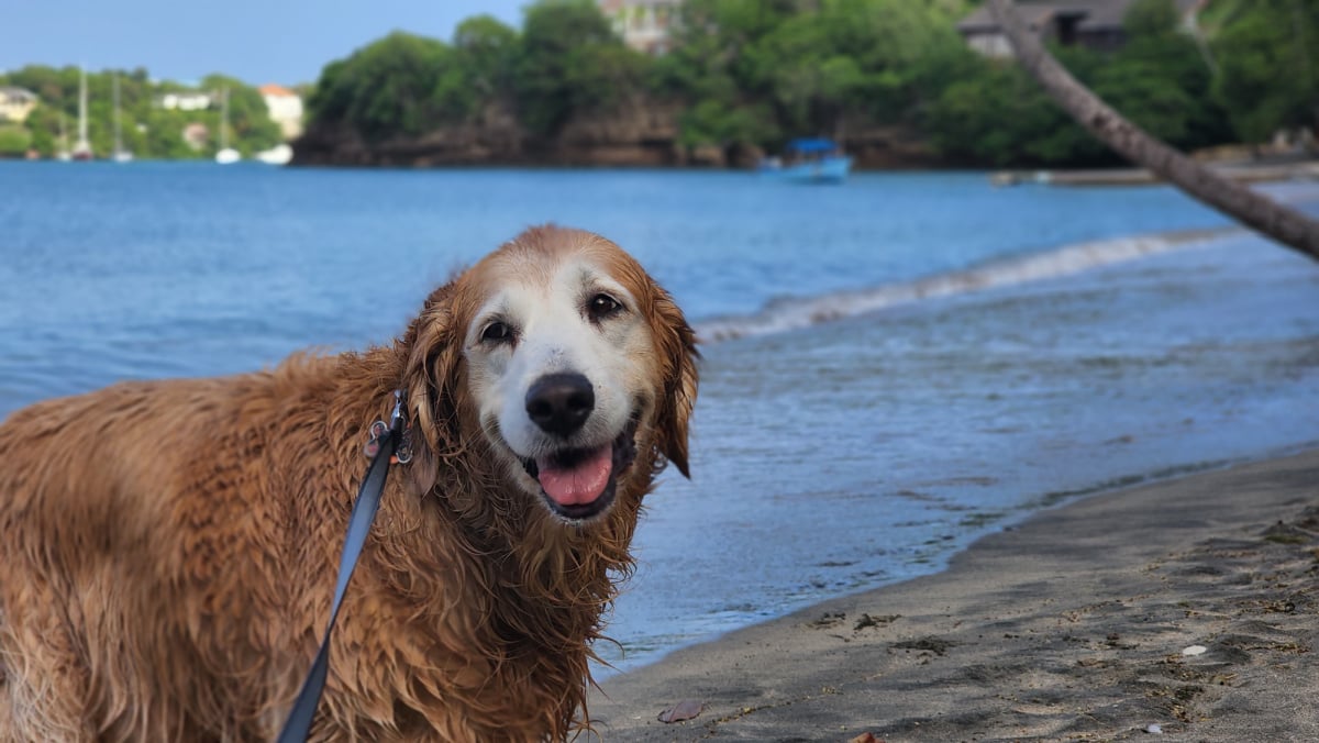 Nala, Golden Retriever, at the beach in GrenadaNala, Golden Retriever, at the beach in Grenada