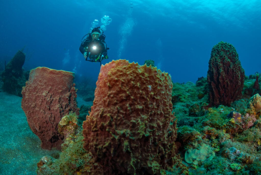 Scuba diving in Saba