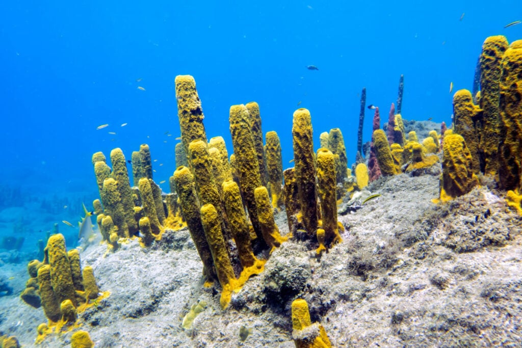 Soft coral on Champagne Reef near Roseau, Dominica
