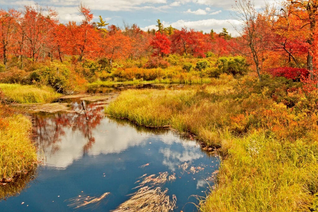 Stream in Autumn, Pocono Mountains, Pennsylvania