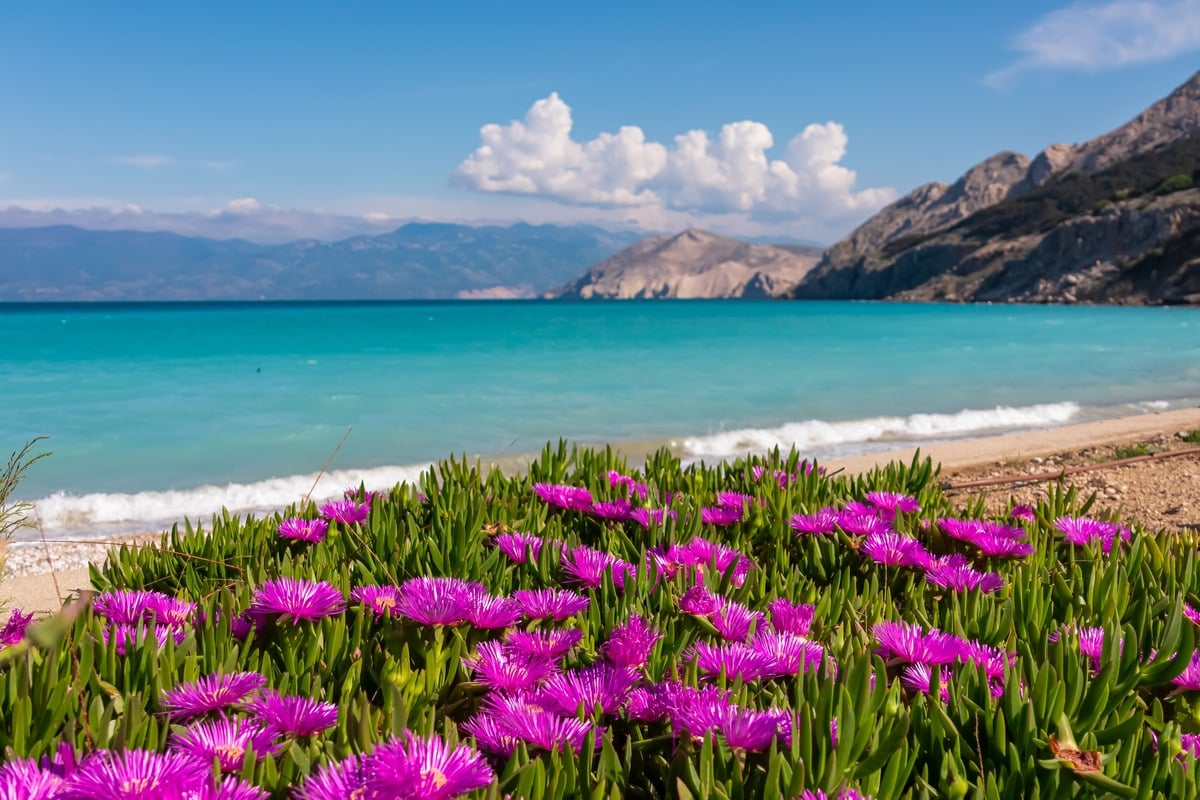 Vela Plaža, A Beach In Krk Island, Croatia