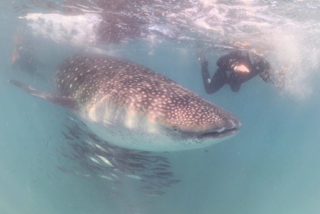 Whale shark in Bay of La Paz