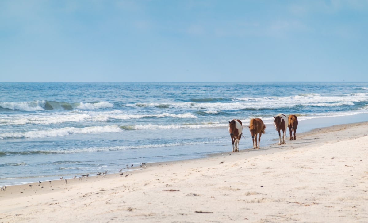 Wild pony on the ocean coast at Assateague State Park