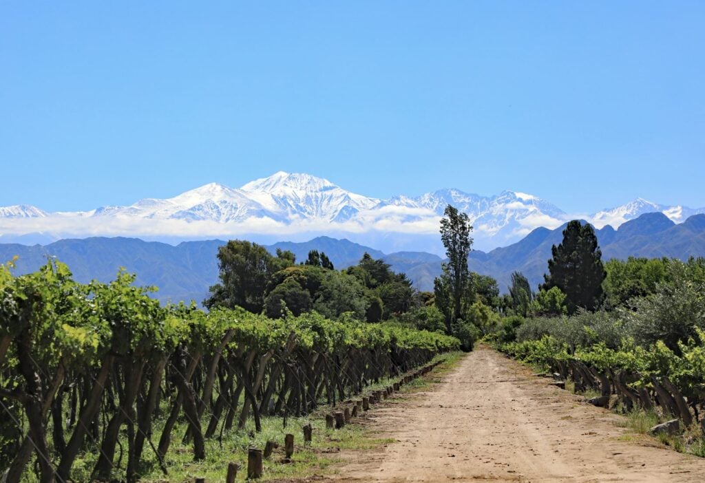 vineyard growing Malbec grapes in the Luján de Cuyo valley.