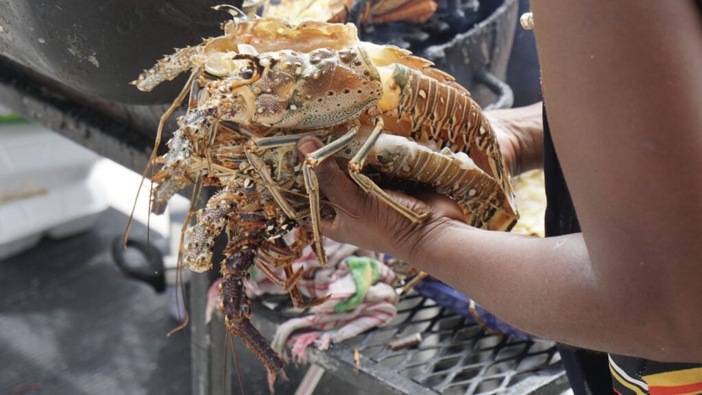 Caye Caulker Lobster