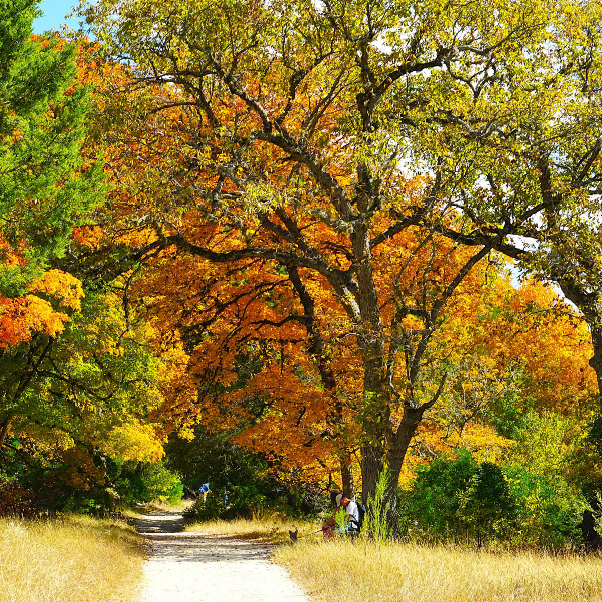 Hiking in the Autumn fall foliage of Lost Maples State Natural Area Texas