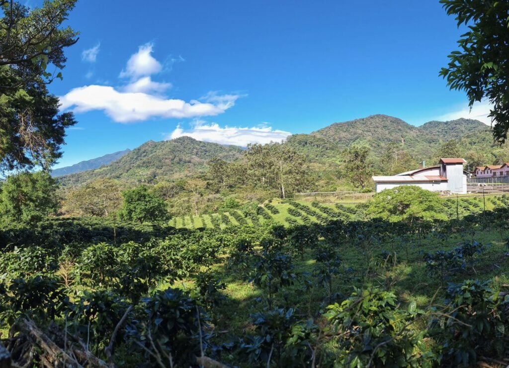 panoramic view of a coffee plantation and processing plant Boquete Panama