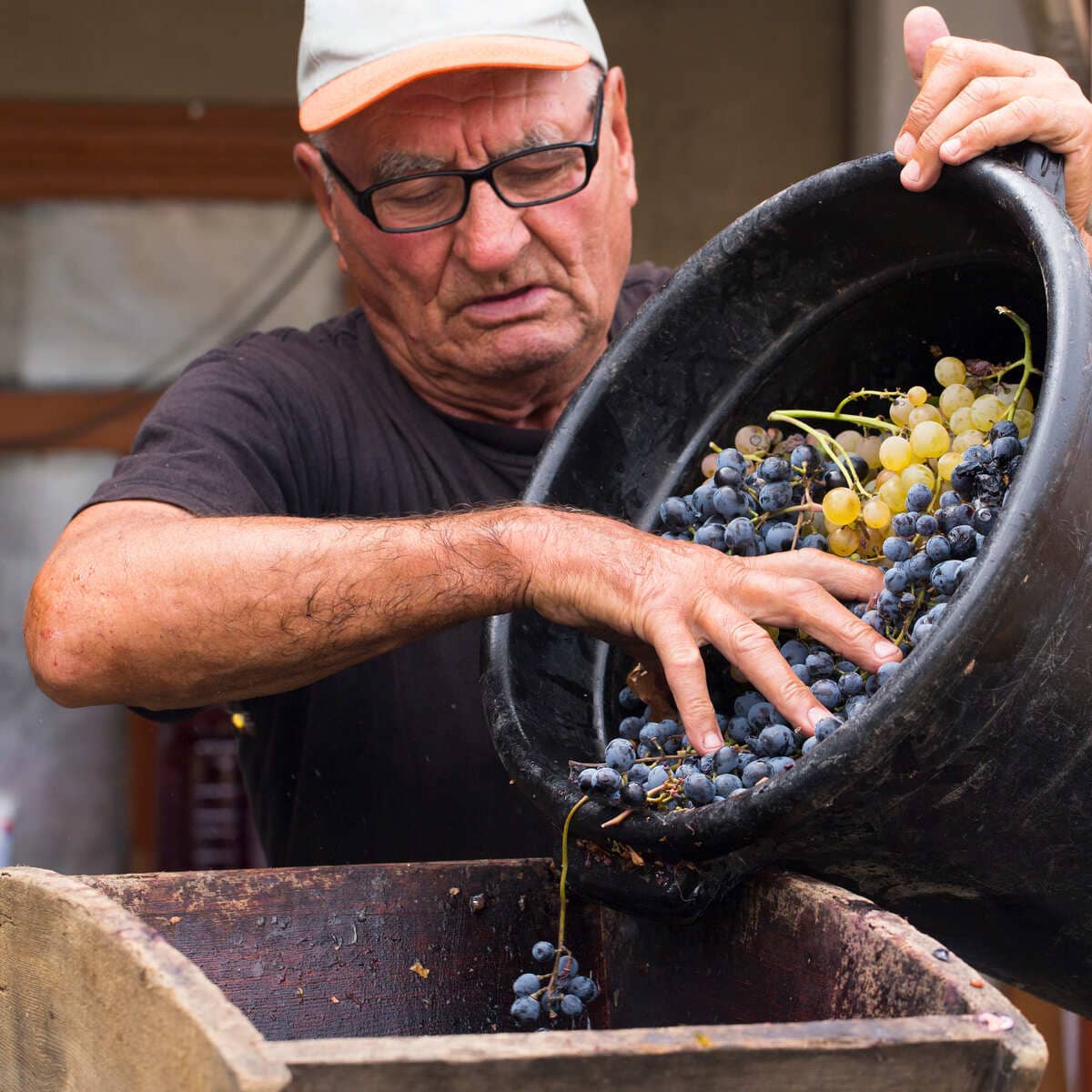 A Moldovan Man Harvesting Grapes To Make Wine In Moldova, Eastern Europe
