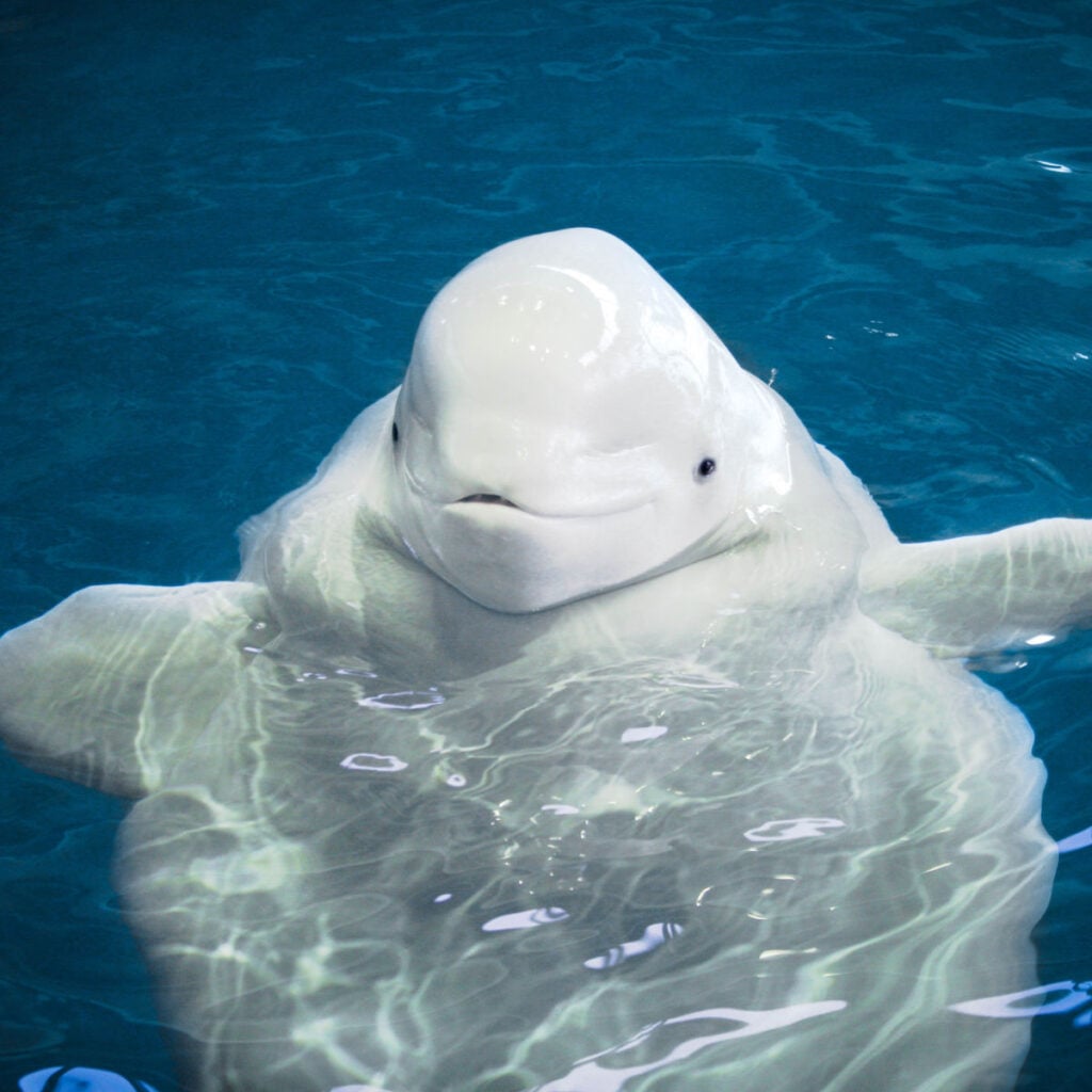 A playful beluga whale swims in clear blue water, its white skin contrasting with the deep blue background. The whale’s curious expression creates a charming underwater scene.