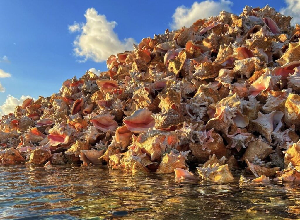 Conch island Anegada British Virgin Islands