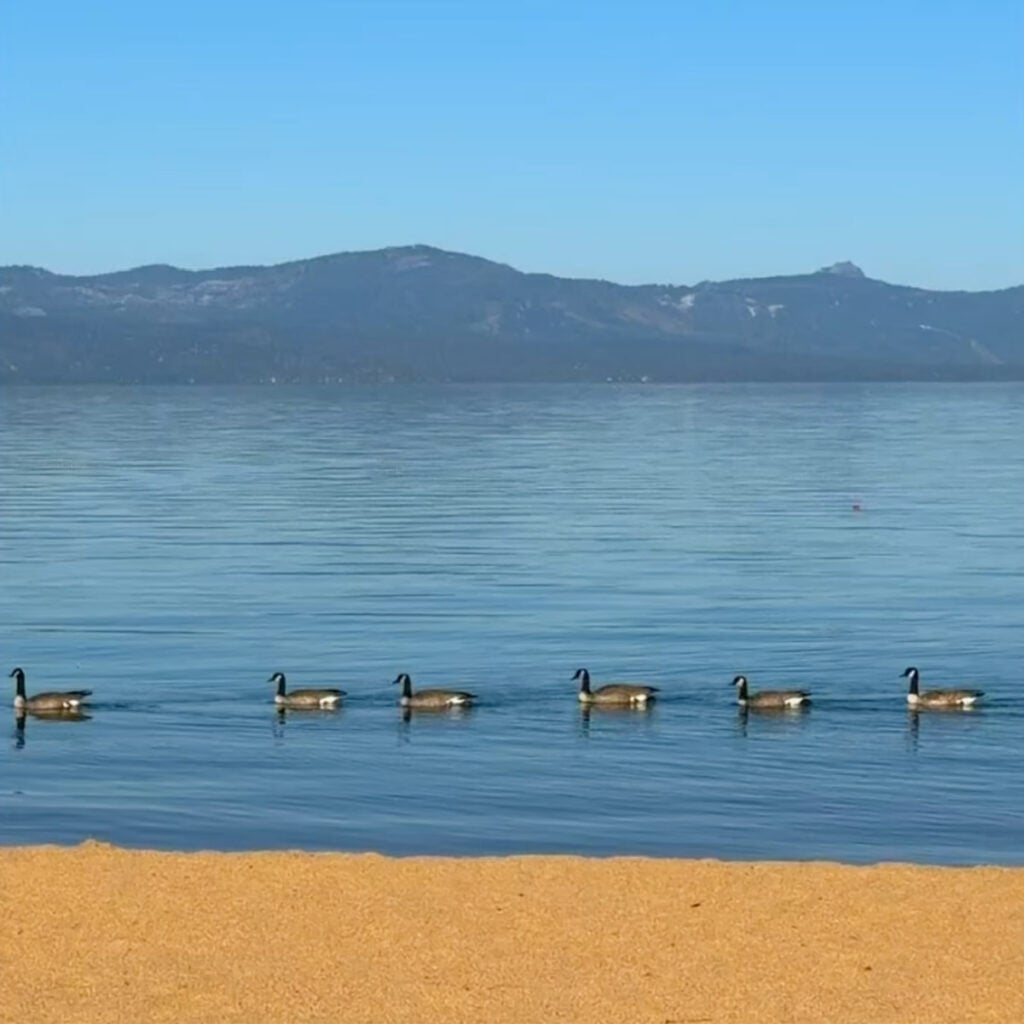 Ducks on Lake Tahoe, photo by Tyler Fox