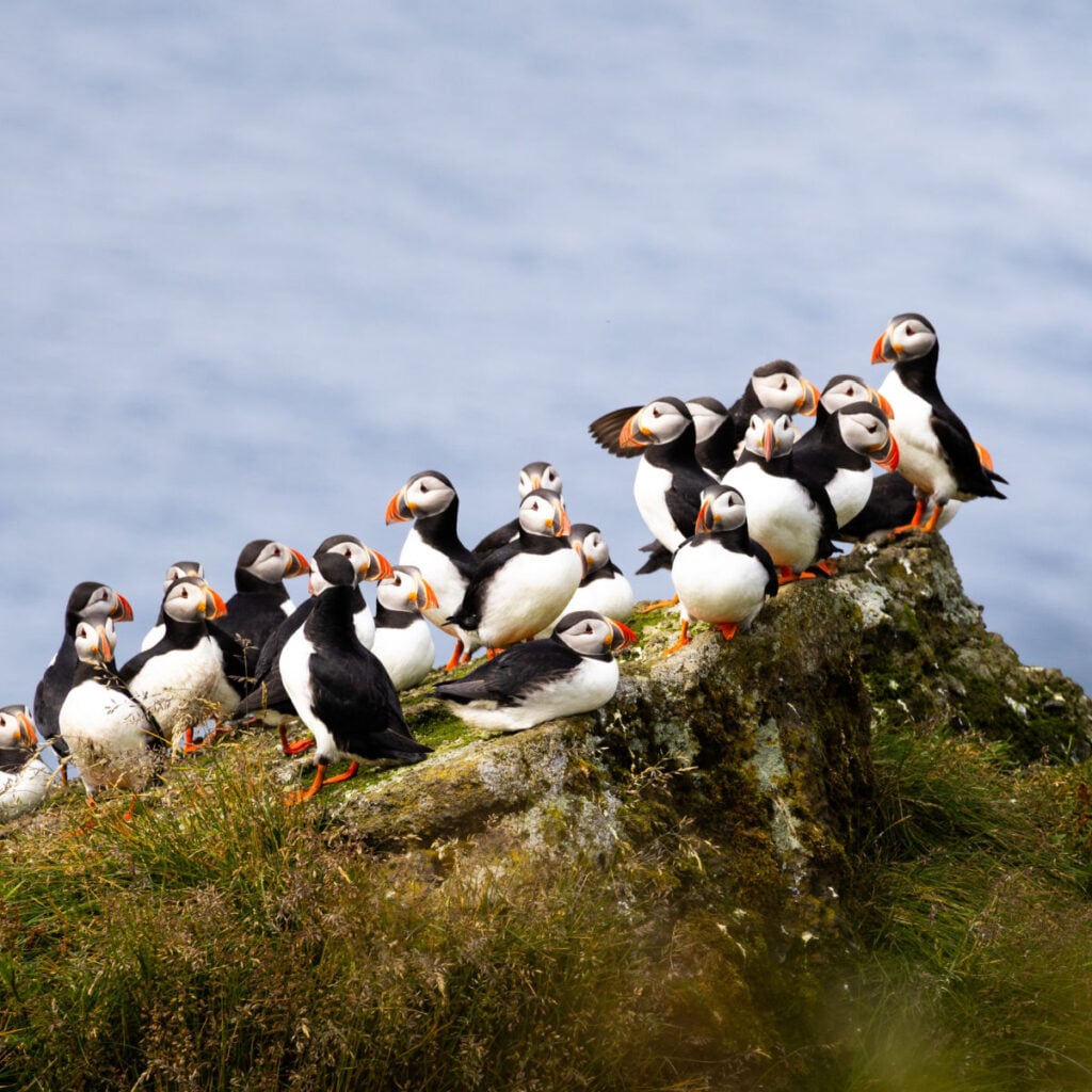 Group of puffins on the puffin rock on the Westman Islands
