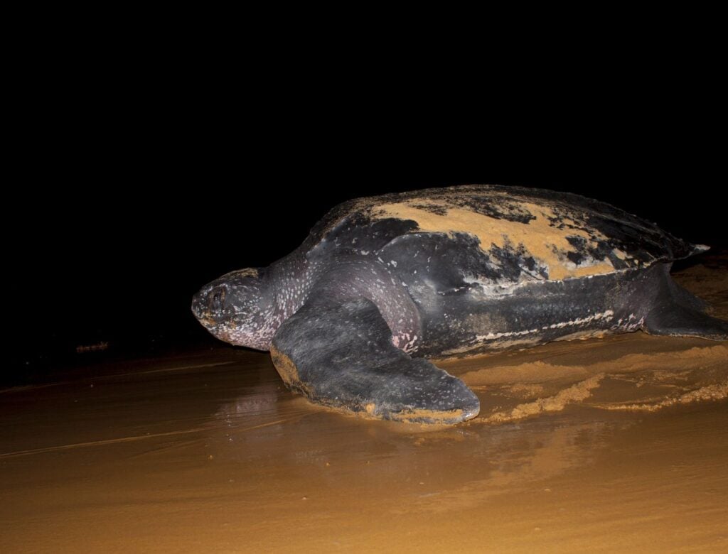 Leatherback Sea Turtle
