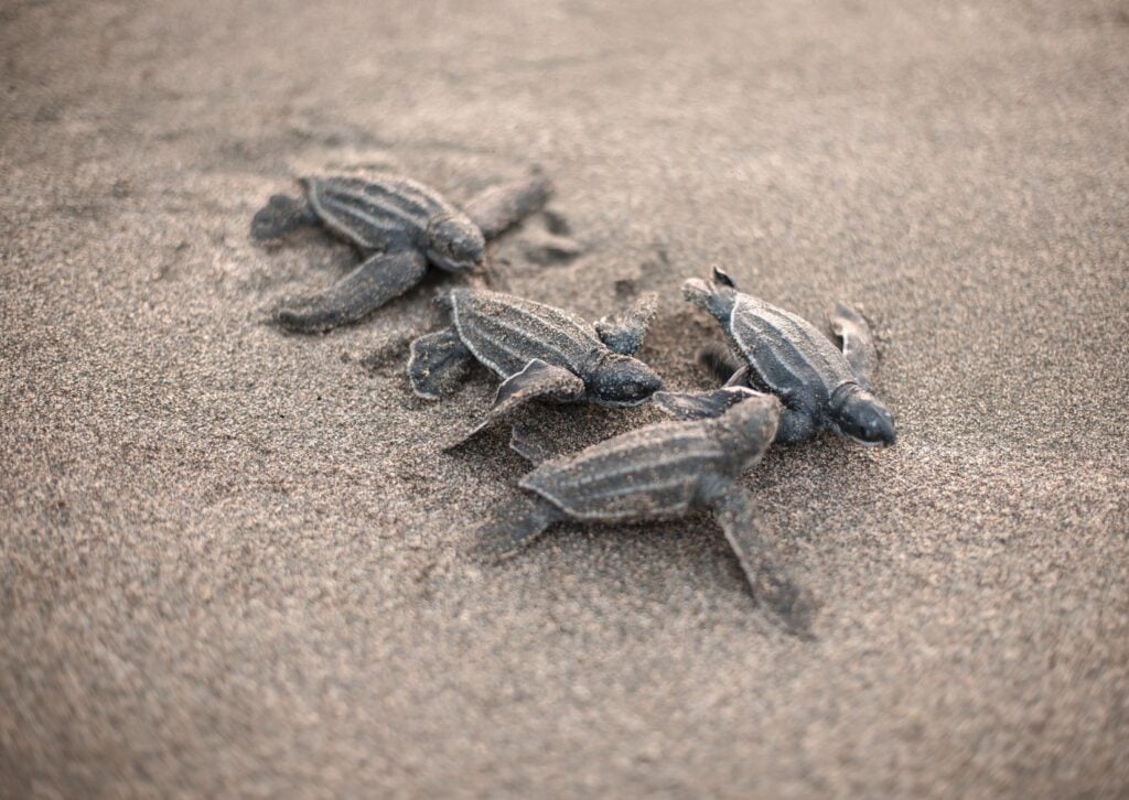 Leatherback baby sea turtles
