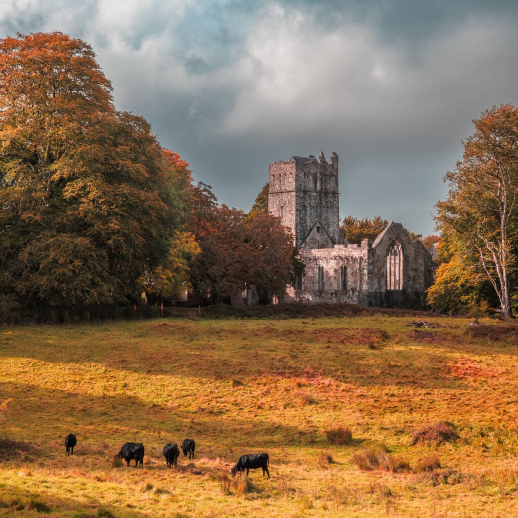 Muckross Abbey amid autumn woodland, overlooking a grassy meadow where Kerry cattle graze, in Killarney National Park, Ireland