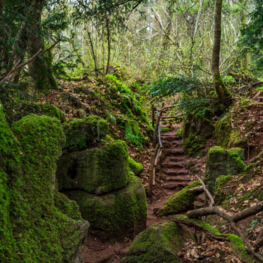 Steps in Puzzlewood ancient woodland forest near Coleford in the Royal Forest of Dean, Gloucestershire, England, United Kingdom