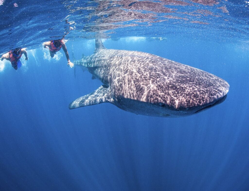 Whale Sharks